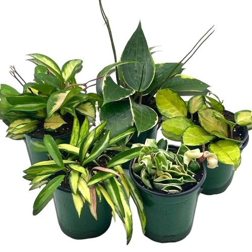 Variegated hoya assortment - variegated,