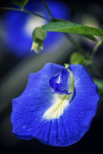 Samen die schamblume clitoria - die,