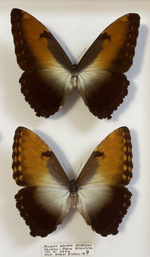 Entomologie morpho hecuba - entomologie*morpho,