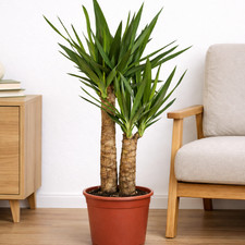 Yucca Palme (Elephantipes)