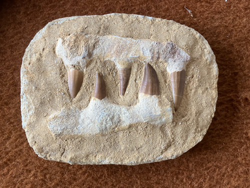 Mosasaurus