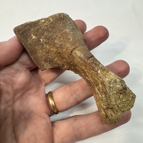 Krokodyliformes schulterblatt - krokodyliformes,