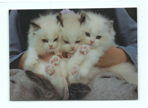 Postkarte katze - ak,