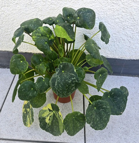 Seltene große pilea - seltene,