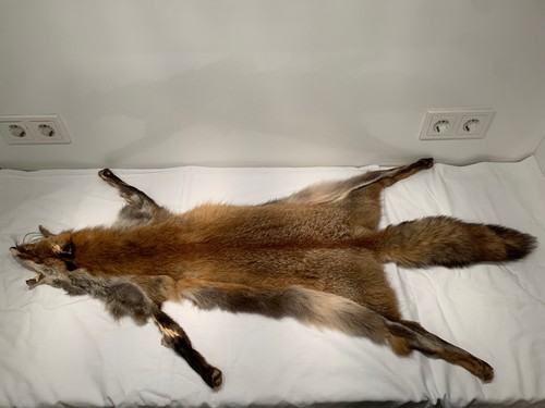 Fuchsfell 2 - (rotsfuchs), nr.2