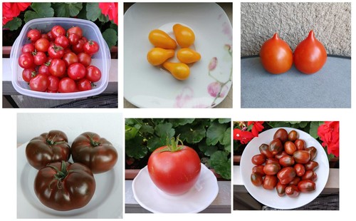 Tomatensamen mix sorten a - mix, 6