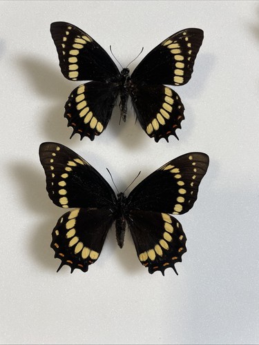 Entomologie*Papilio