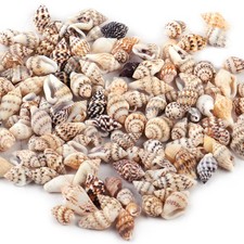 100X Muschelmix Muscheln Schale maritime Schnecken Basteln Bastelmuscheln CITA
