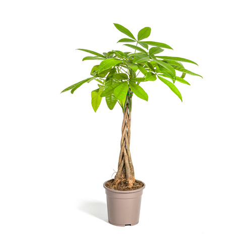 Pachira aquatica - pachira,