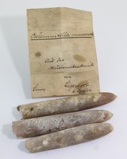 Belemniten, Belemnitella