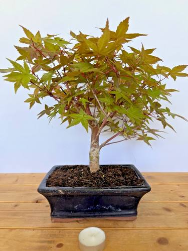Bonsai acer palmatum deshojo - bonsai,