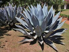 Mezcal agave - -,