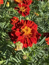 Tagetes Samen - Alte türkische Sorte, 80-100 cm - inkl. Versand