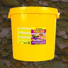 Tropical cichlid color - color, xxl