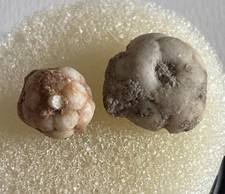 Permiocrinus pumilus, Crinoide, Seelilie, Maubisse Fm, Perm, Basleo, Timor