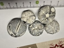 5 Versteinerte Seeigel