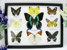 9 echte wunderschöne