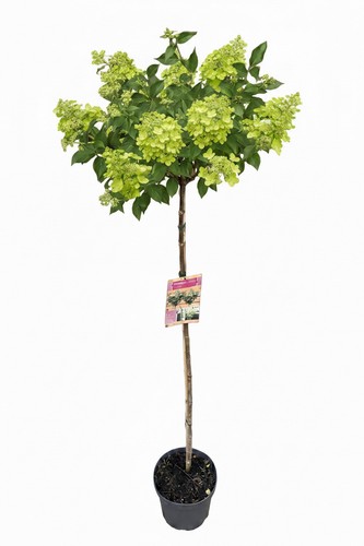 Rispenhortensie limelight - rispenhortensie, 'limelight'