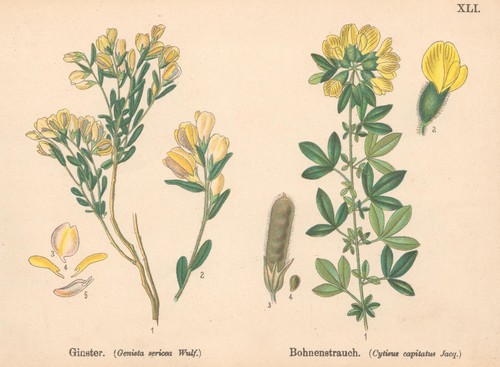Ginster bohnenstrauch - ginster.,