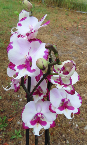 Orchidee phalaenopsis rosa - phalaenopsis,