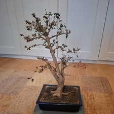 Bonsai Chinesischer Liguster