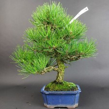 Bonsai - Schwarzkiefer, Pinus Thunbergii, Japan
