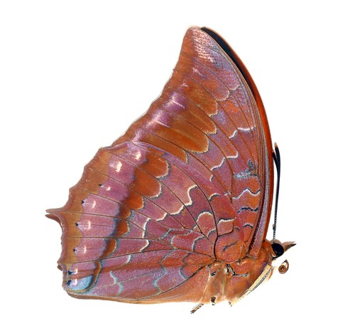 Schmetterlinge charaxinae - schmetterlinge,,