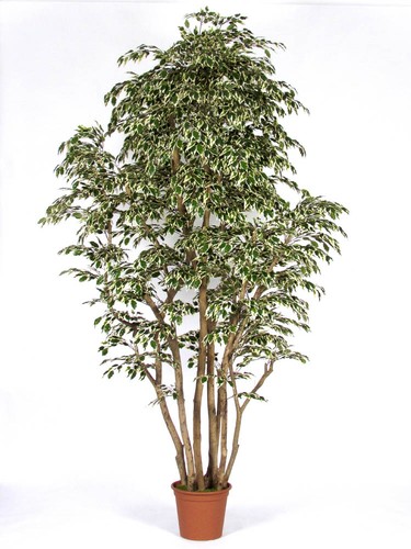 Artplants kunststoff ficus - artplants,