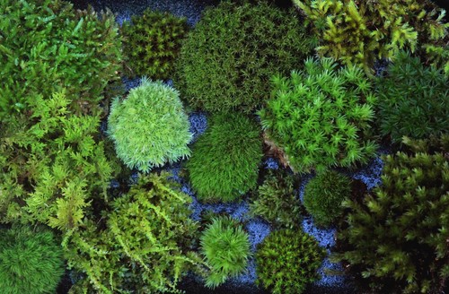 Live moss 6x8 - live,