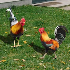 Lebensechte Acryl Huhn Hahn