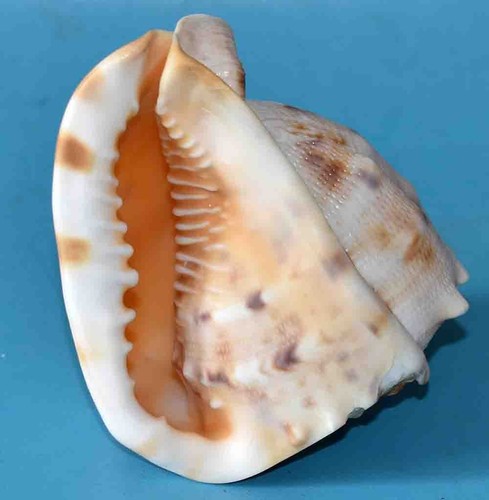 Muscheln cassidae cassis - muscheln,