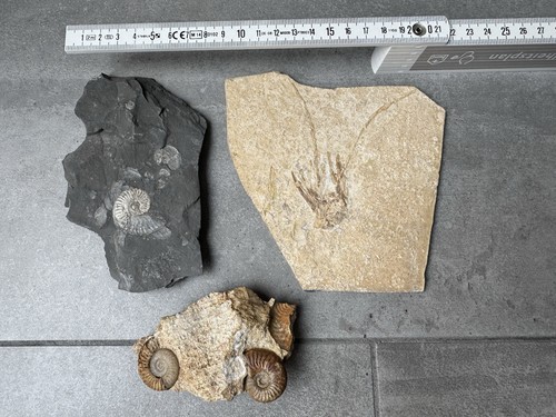 Krebs fossil fossilien - krebs,