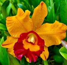 Cattleya Spring Dream NEW