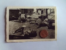 Foto wohl Frankreich deutsche Soldaten tote Pferde Kadaver