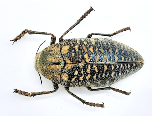 Buprestidae julodis a2 - buprestidae,, sp.,