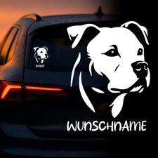 American Staffordshire Terrier