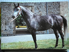 Pferdepostkarte AK Postkarte Pferd Araber Frankreich