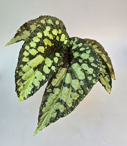 Schöne begonia lucifer mit - schöne,