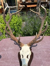 12ender Geweih Rotwild