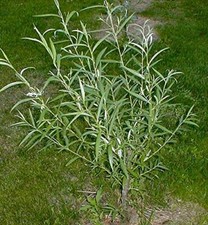 25 Jumbo Hybrid Willow Tree