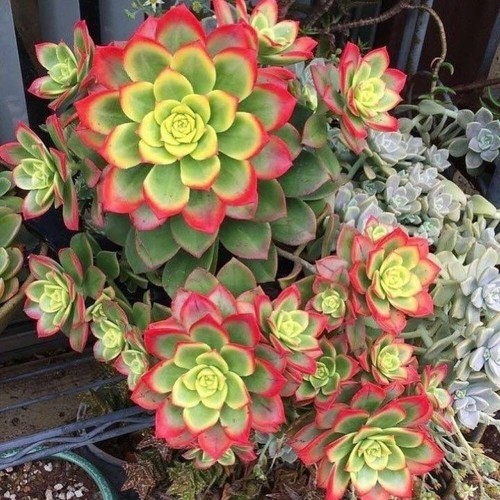 Sale2128 aeonium haworthi - aeonium,