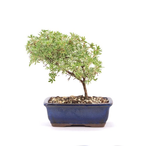 Bonsai fingerstrauch gelb - bonsai,