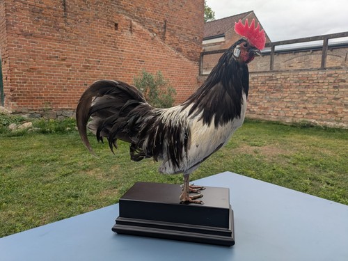 Taxidermie hahn beast - hahn,