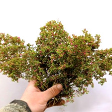 Großer Busch / Baumkrone