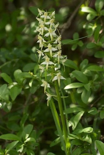 Platanthera chlorantha