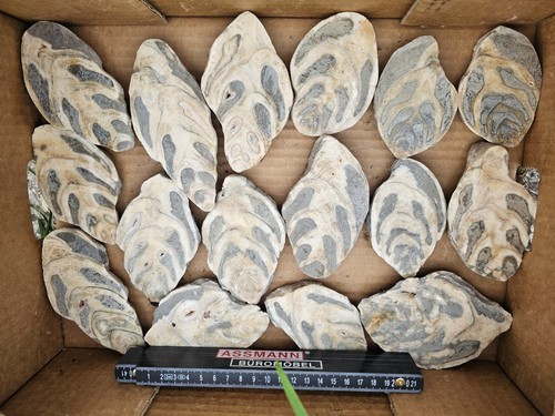 Fossilien gossau schnecken - fossilien,