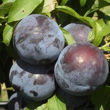 Japanischer Pflaumenbaum Angelo - Winterharte Obstbaum Pflanze 80/140 cm Pflaume