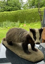 Tierpräparat, Dachs