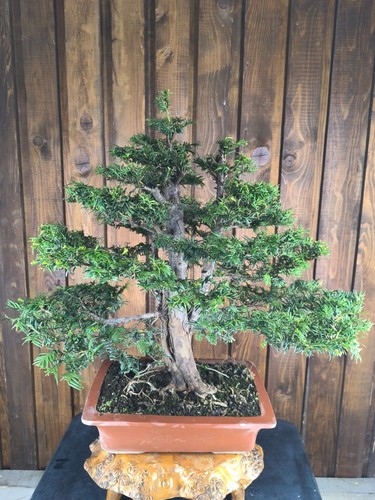 Edle eibe bonsai - edle,
