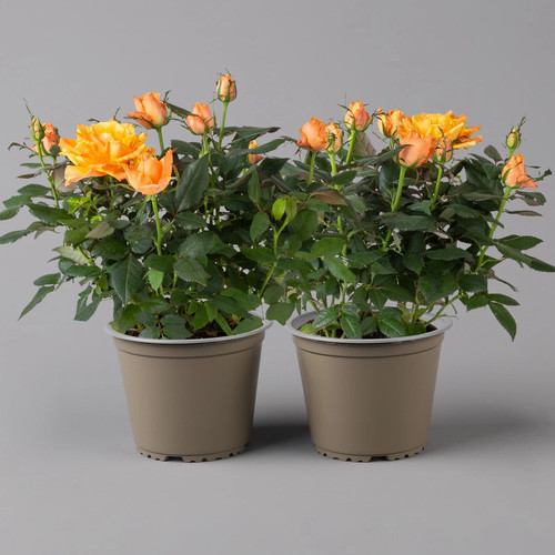 Rose orange topf - rose,, orange,